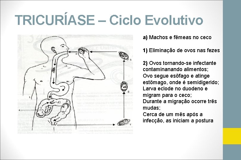 TRICURÍASE – Ciclo Evolutivo a) Machos e fêmeas no ceco 1) Eliminação de ovos