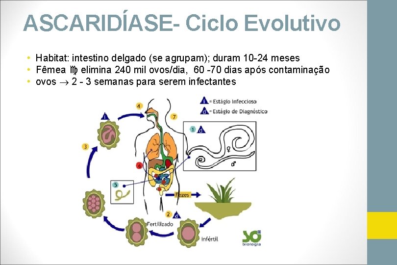 ASCARIDÍASE- Ciclo Evolutivo • Habitat: intestino delgado (se agrupam); duram 10 -24 meses •