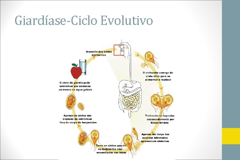 Giardíase-Ciclo Evolutivo 