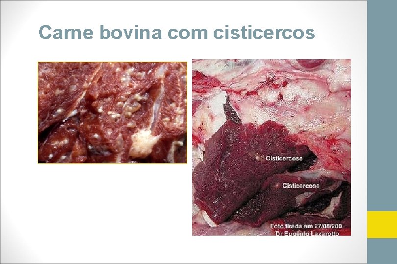 Carne bovina com cisticercos 