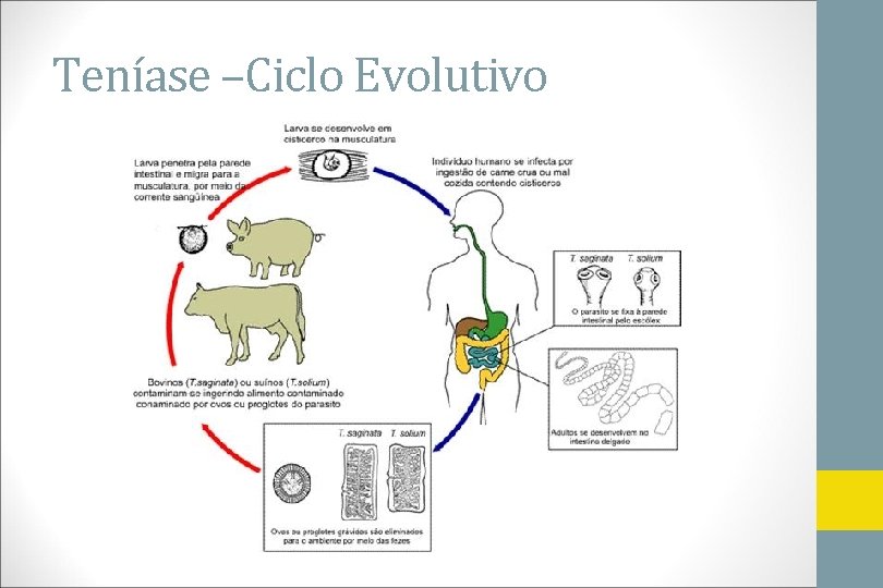 Teníase –Ciclo Evolutivo 