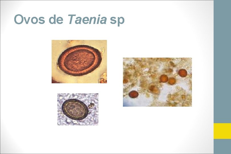 Ovos de Taenia sp 