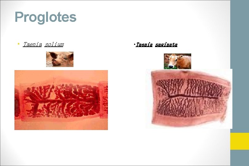 Proglotes • Taenia solium • Taenia saginata 