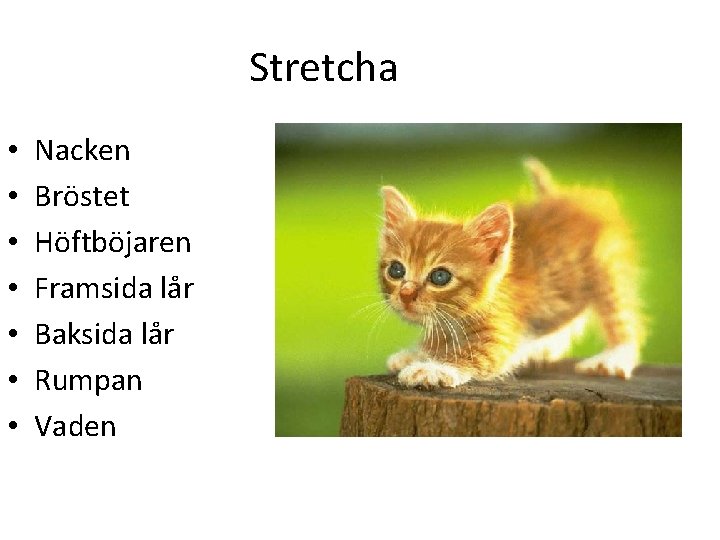 Stretcha • • Nacken Bröstet Höftböjaren Framsida lår Baksida lår Rumpan Vaden 