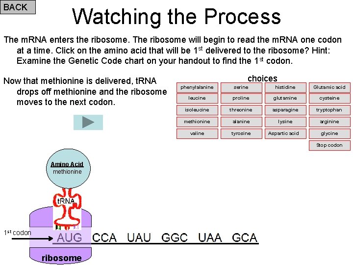 BACK Watching the Process The m. RNA enters the ribosome. The ribosome will begin