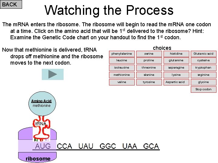 BACK Watching the Process The m. RNA enters the ribosome. The ribosome will begin