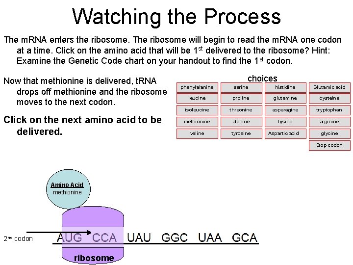 Watching the Process The m. RNA enters the ribosome. The ribosome will begin to