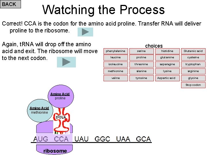 BACK Watching the Process Correct! CCA is the codon for the amino acid proline.