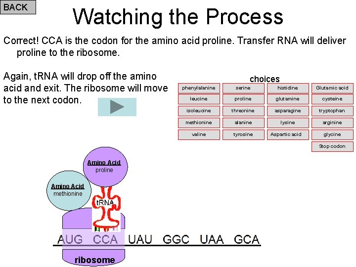 BACK Watching the Process Correct! CCA is the codon for the amino acid proline.