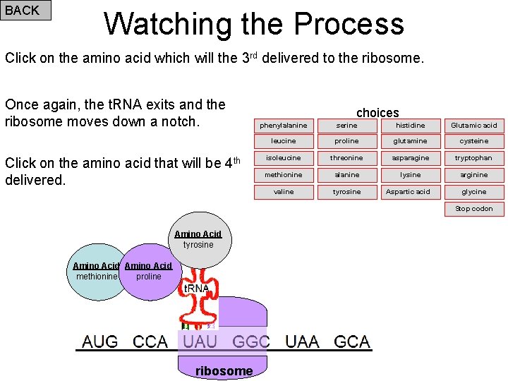 BACK Watching the Process Click on the amino acid which will the 3 rd