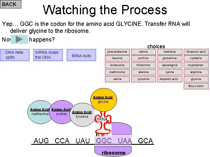 BACK Watching the Process Yep… GGC is the codon for the amino acid GLYCINE.