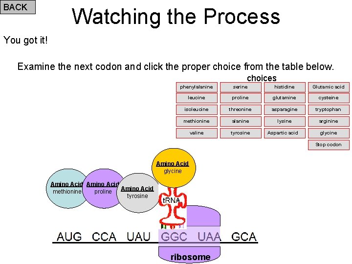 BACK Watching the Process You got it! Examine the next codon and click the