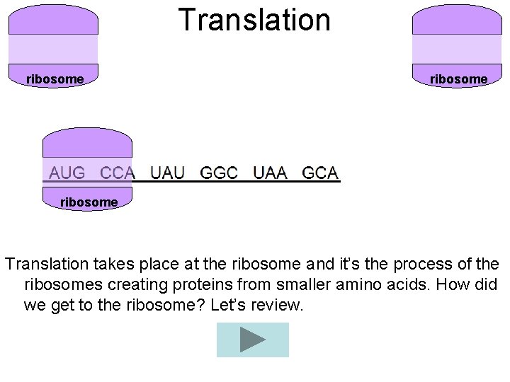 Translation ribosome Translation takes place at the ribosome and it’s the process of the