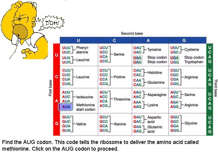Find the AUG codon. This code tells the ribosome to deliver the amino acid