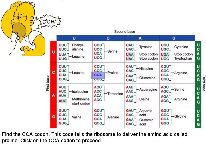 Find the CCA codon. This code tells the ribosome to deliver the amino acid