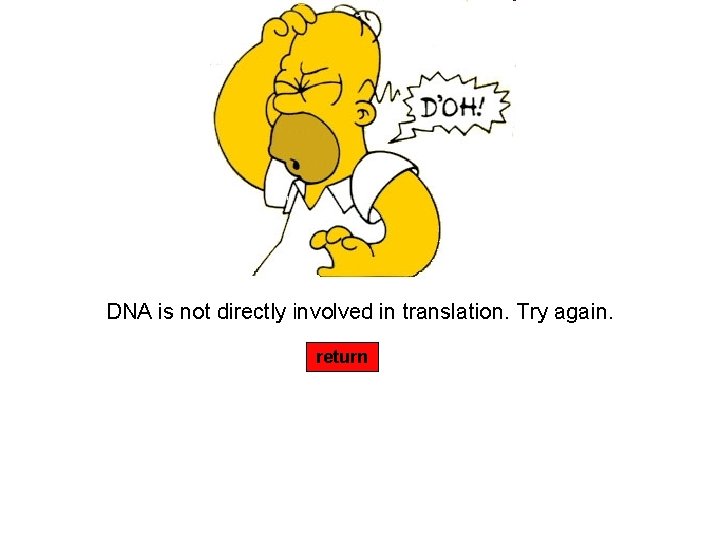 DNA is not directly involved in translation. Try again. return 