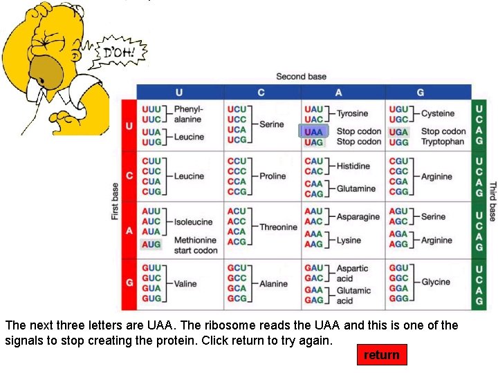 The next three letters are UAA. The ribosome reads the UAA and this is