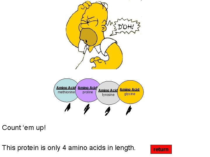 Amino Acid methionine proline glycine tyrosine Count ‘em up! This protein is only 4