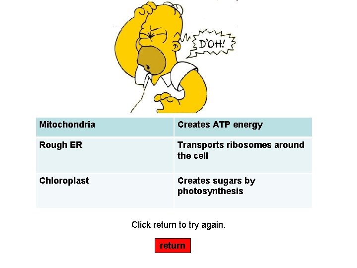 Mitochondria Creates ATP energy Rough ER Transports ribosomes around the cell Chloroplast Creates sugars