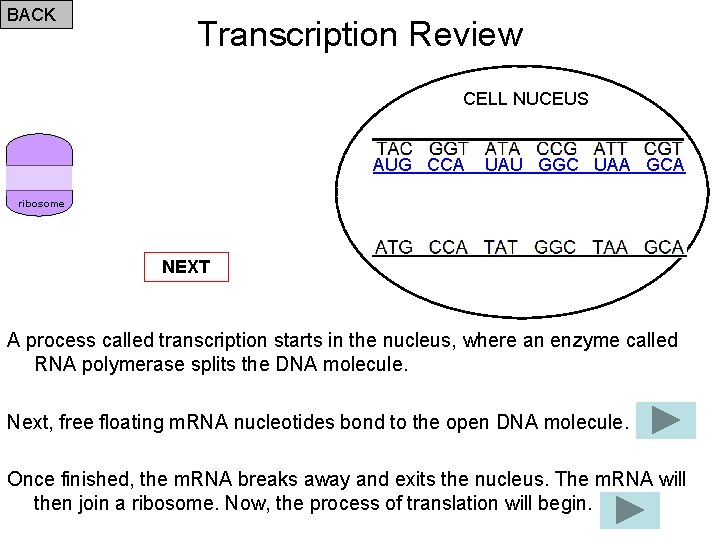 BACK Transcription Review CELL NUCEUS AUG CCA UAU GGC UAA GCA ribosome NEXT A