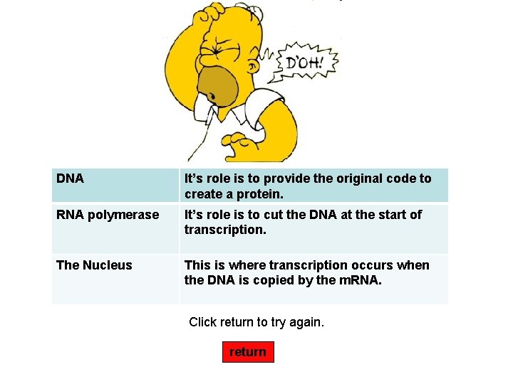 DNA It’s role is to provide the original code to create a protein. RNA