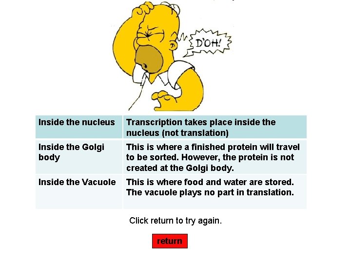 Inside the nucleus Transcription takes place inside the nucleus (not translation) Inside the Golgi