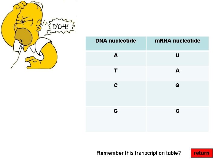 DNA nucleotide m. RNA nucleotide A U T A C G G C Remember