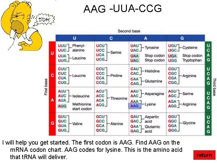AAG -UUA-CCG I will help you get started. The first codon is AAG. Find