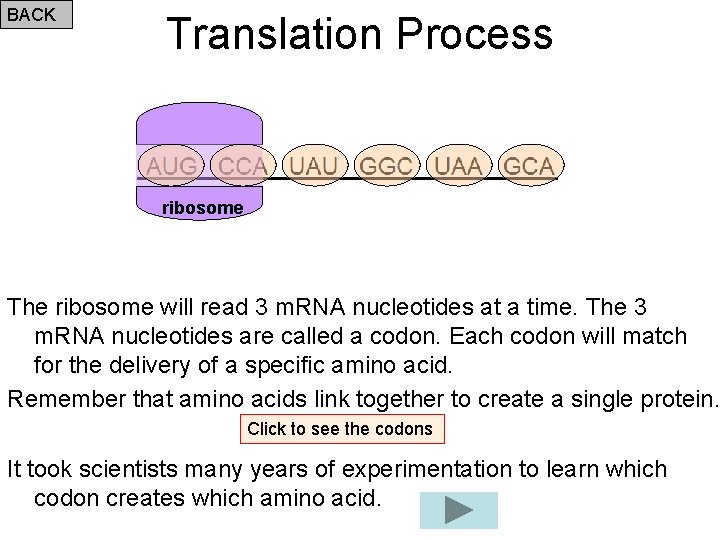 BACK Translation Process ribosome The ribosome will read 3 m. RNA nucleotides at a