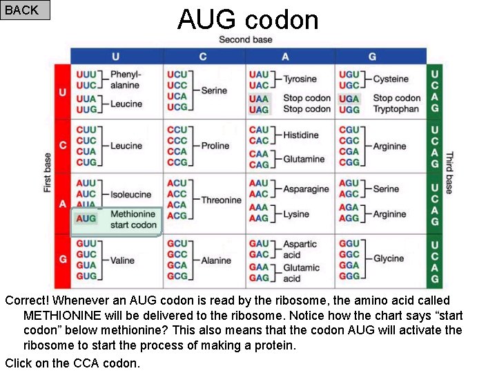 BACK AUG codon Correct! Whenever an AUG codon is read by the ribosome, the