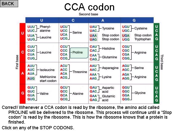 BACK CCA codon Correct! Whenever a CCA codon is read by the ribosome, the