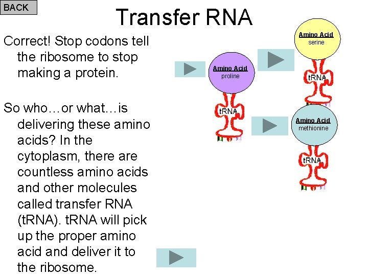 BACK Transfer RNA Correct! Stop codons tell the ribosome to stop making a protein.