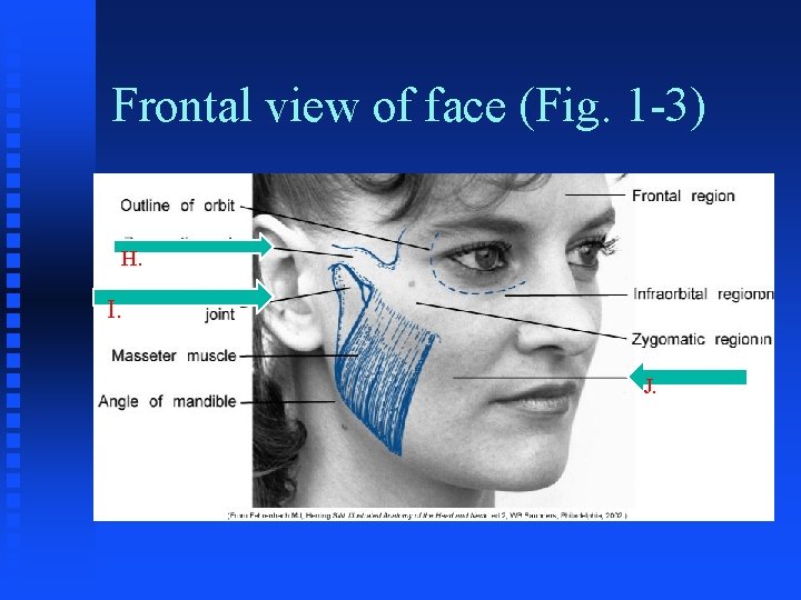 Frontal view of face (Fig. 1 -3) H. I. J. 