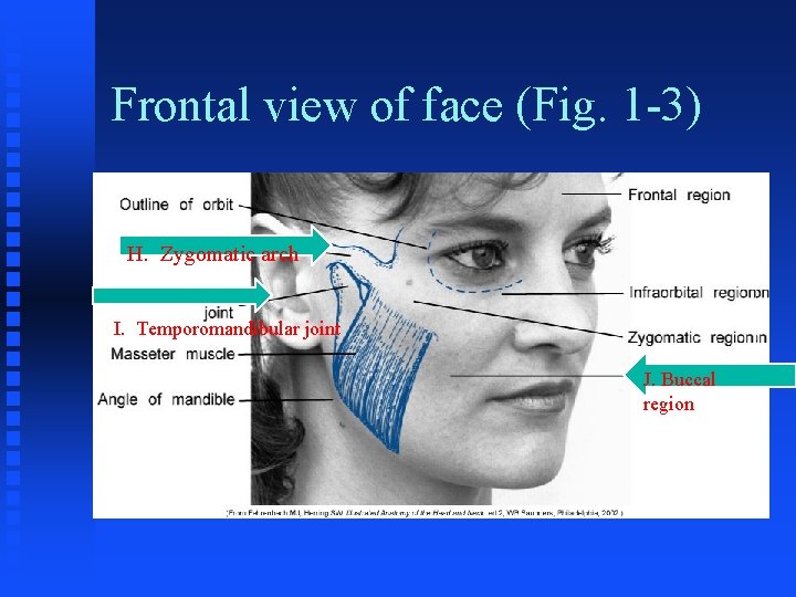Frontal view of face (Fig. 1 -3) H. Zygomatic arch I. Temporomandibular joint J. Frontal view of face (Fig. 1 -3) H. Zygomatic arch I. Temporomandibular joint J.