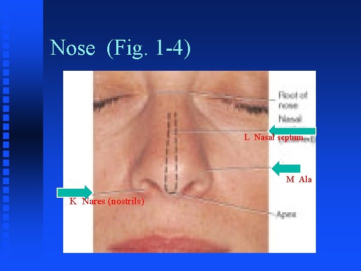 Nose (Fig. 1 -4) L Nasal septum M Ala K Nares (nostrils) 