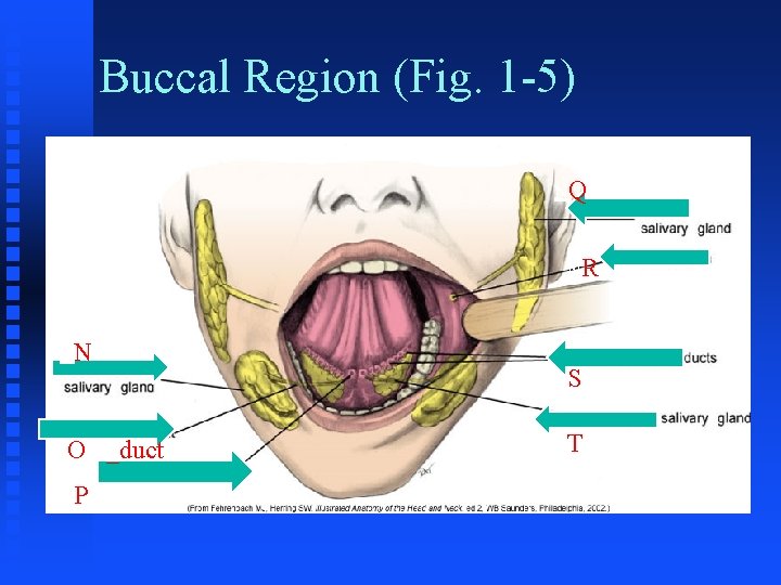 Buccal Region (Fig. 1 -5) NQ NR NN NO NP NS _duct NT 