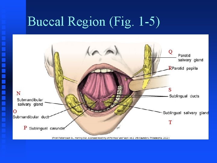 Buccal Region (Fig. 1 -5) Q R S N O P T 