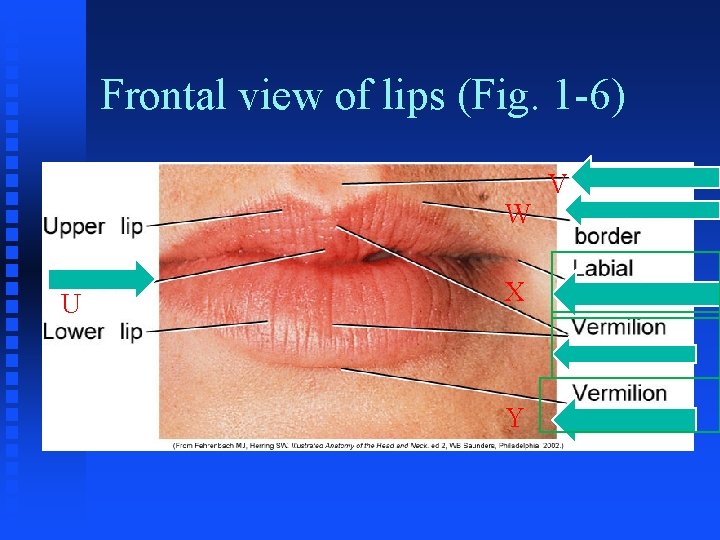 Frontal view of lips (Fig. 1 -6) W U X Y V Frontal view of lips (Fig. 1 -6) W U X Y V