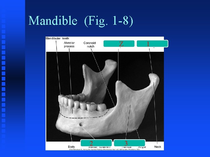 Mandible (Fig. 1 -8) Z 2 1 3 