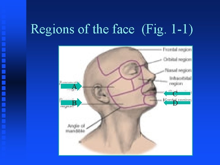 Regions of the face (Fig. 1 -1) A B C D 