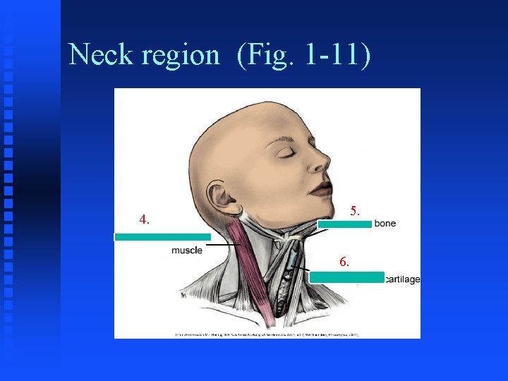 Neck region (Fig. 1 -11) 5. 4. 6. 