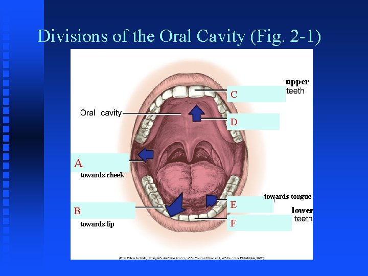 Divisions of the Oral Cavity (Fig. 2 -1) upper C D A towards cheek Divisions of the Oral Cavity (Fig. 2 -1) upper C D A towards cheek