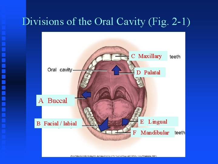 Divisions of the Oral Cavity (Fig. 2 -1) C Maxillary D Palatal A Buccal