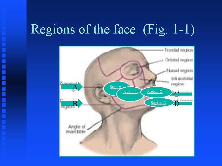 Regions of the face (Fig. 1 -1) A B Reg. A Region B Region