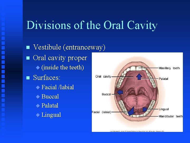 Divisions of the Oral Cavity n n Vestibule (entranceway) Oral cavity proper u (inside