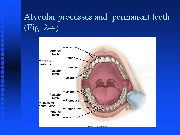 Alveolar processes and permanent teeth (Fig. 2 -4) 