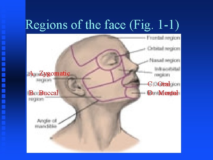 Regions of the face (Fig. 1 -1) A. Zygomatic B. Buccal C. Oral D.