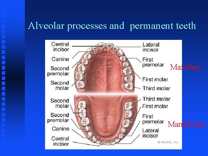 Alveolar processes and permanent teeth Maxillary Mandibular 