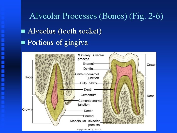 Alveolar Processes (Bones) (Fig. 2 -6) Alveolus (tooth socket) n Portions of gingiva n Alveolar Processes (Bones) (Fig. 2 -6) Alveolus (tooth socket) n Portions of gingiva n