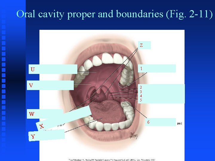 Oral cavity proper and boundaries (Fig. 2 -11) Z 1 U V 2 3